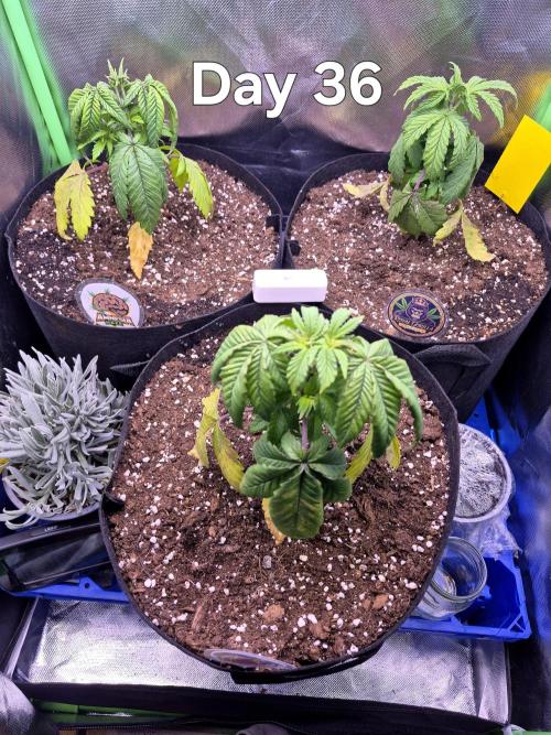 3 Strains: Royal Gorilla, Haze, CRB. Week 5