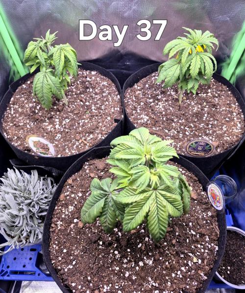 3 Strains: Royal Gorilla, Haze, CRB. Week 5