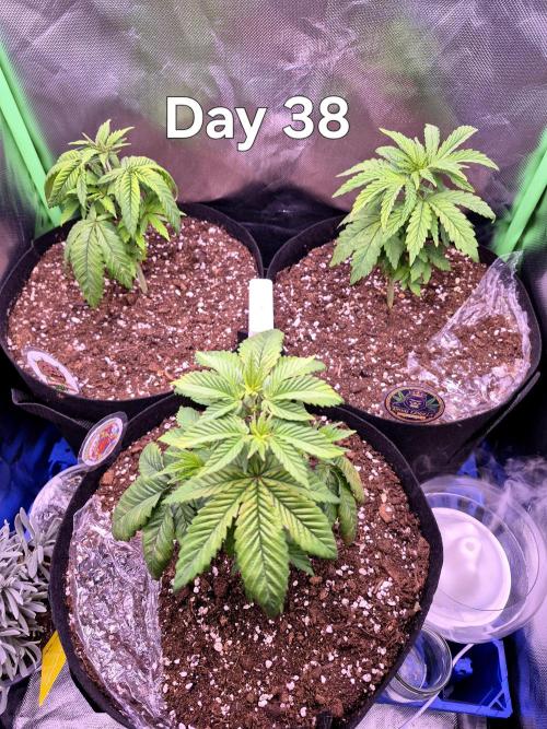 3 Strains: Royal Gorilla, Haze, CRB. Week 5