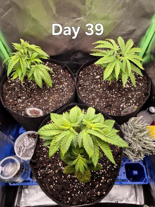 3 Strains: Royal Gorilla, Haze, CRB. Week 5