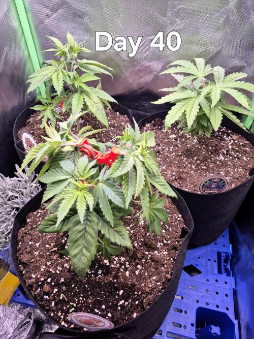 3 Strains: Royal Gorilla, Haze, CRB. Week 5