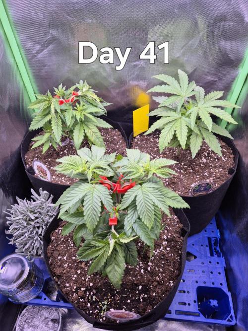 3 Strains: Royal Gorilla, Haze, CRB. Week 5