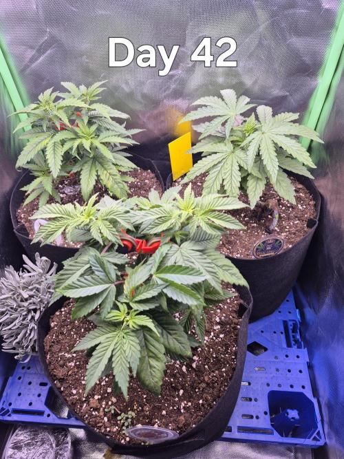 3 Strains: Royal Gorilla, Haze, CRB. Week 6