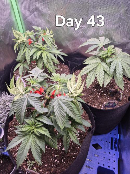 3 Strains: Royal Gorilla, Haze, CRB. Week 6