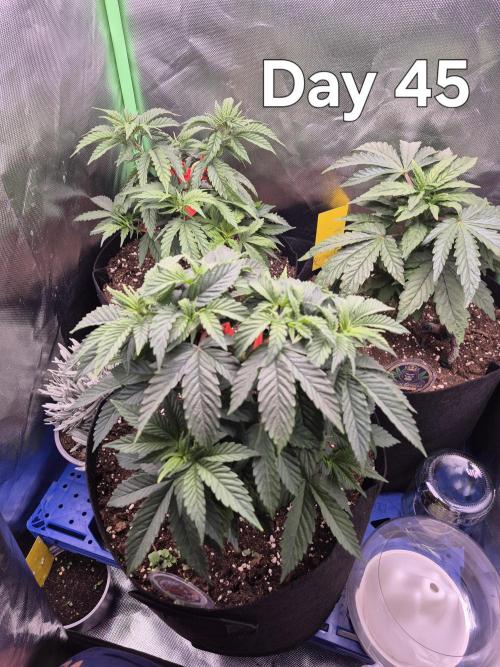 3 Strains: Royal Gorilla, Haze, CRB. Week 6