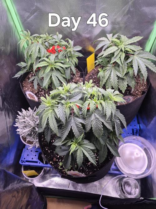 3 Strains: Royal Gorilla, Haze, CRB. Week 6