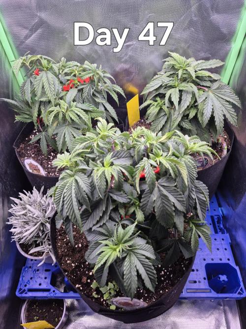 3 Strains: Royal Gorilla, Haze, CRB. Week 6