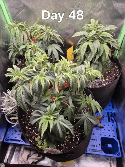 3 Strains: Royal Gorilla, Haze, CRB. Week 6