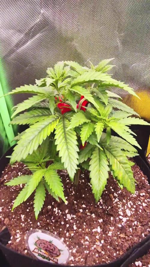 3 Sorten: Gorilla, Haze, C.Rainbow