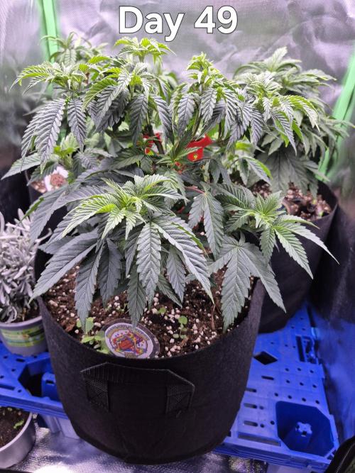 3 Strains: Royal Gorilla, Haze, CRB. Week 7