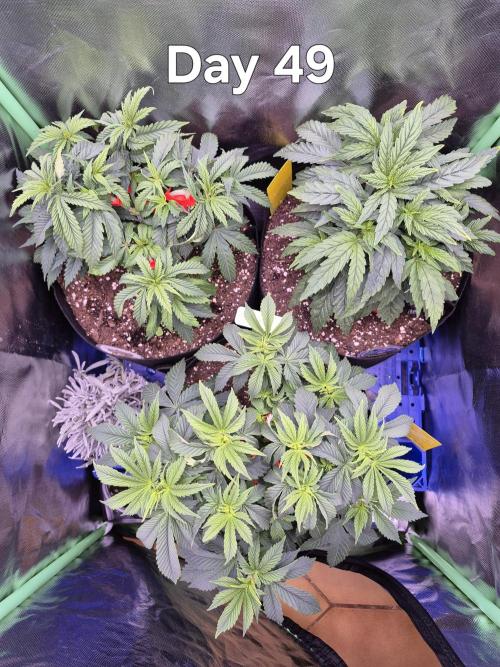 3 Strains: Royal Gorilla, Haze, CRB. Week 7