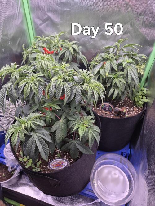 3 Strains: Royal Gorilla, Haze, CRB. Week 7