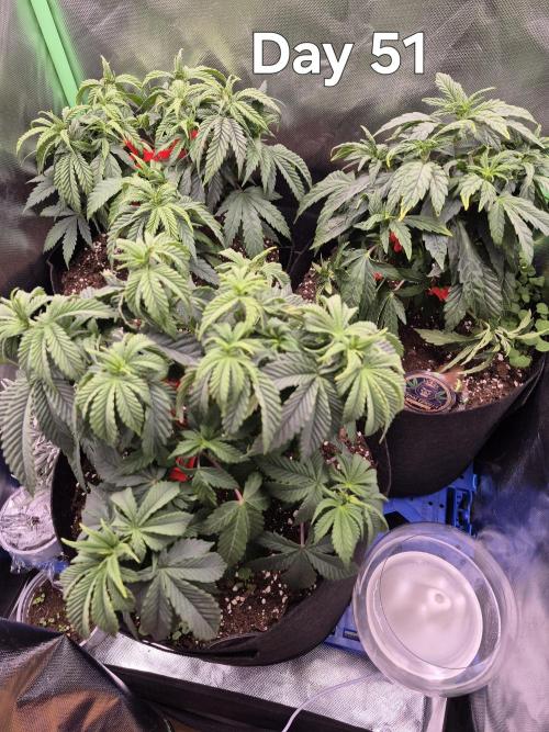 3 Strains: Royal Gorilla, Haze, CRB. Week 7