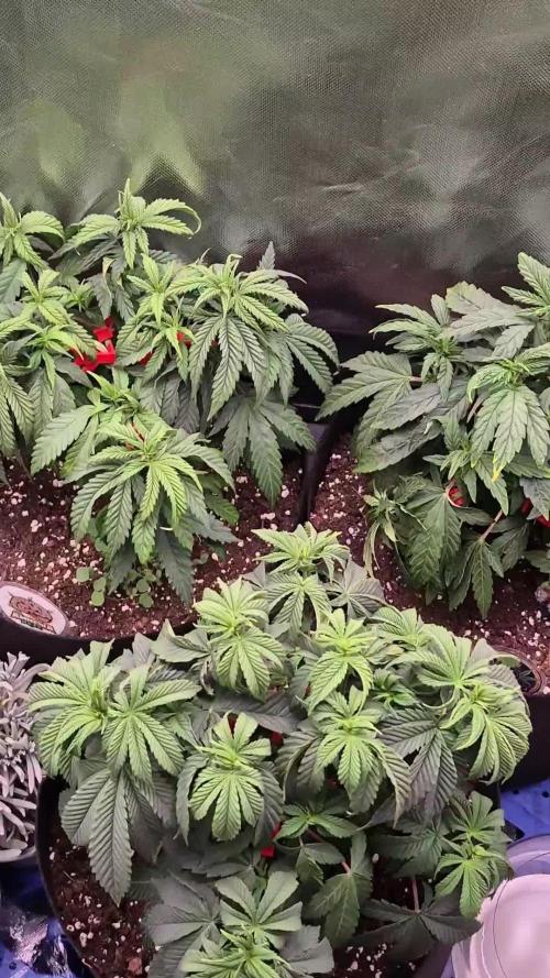 3 Sorten: Gorilla, Haze, C.Rainbow