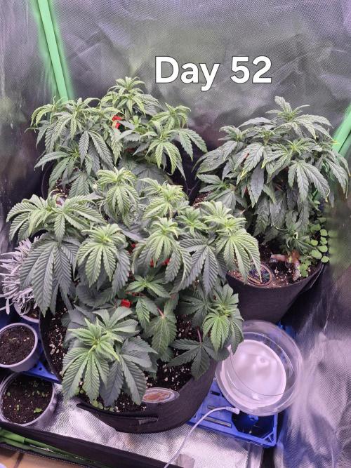 3 Strains: Royal Gorilla, Haze, CRB. Week 7