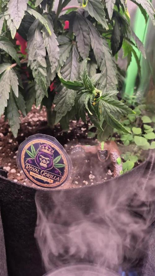 3 Strains: Royal Gorilla, Haze, CRB