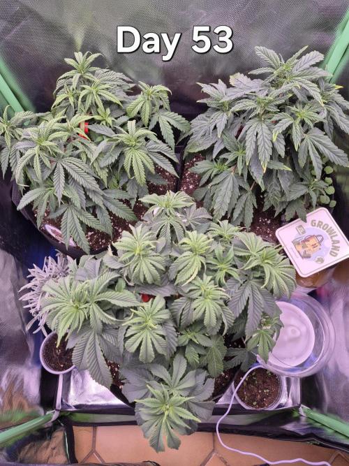 3 Strains: Royal Gorilla, Haze, CRB. Week 7