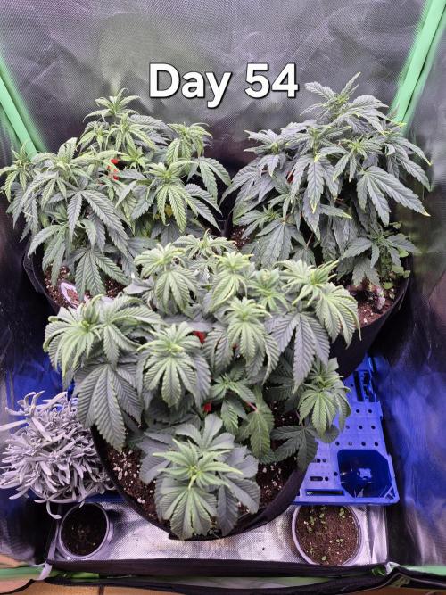 3 Strains: Royal Gorilla, Haze, CRB. Week 7