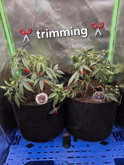 3 Strains: Royal Gorilla, Haze, CRB. Week 7
