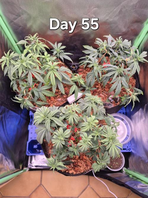 3 Strains: Royal Gorilla, Haze, CRB. Week 7