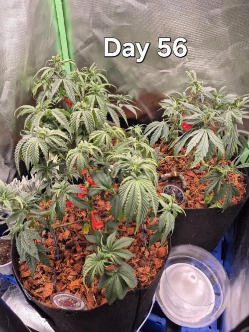 3 Strains: Royal Gorilla, Haze, CRB. Week 8