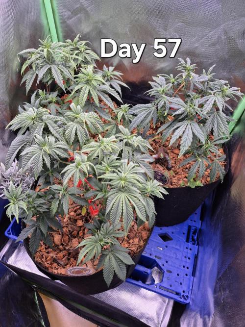 3 Strains: Royal Gorilla, Haze, CRB. Week 8