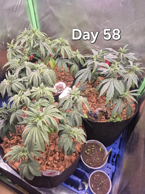 3 Strains: Royal Gorilla, Haze, CRB. Week 8