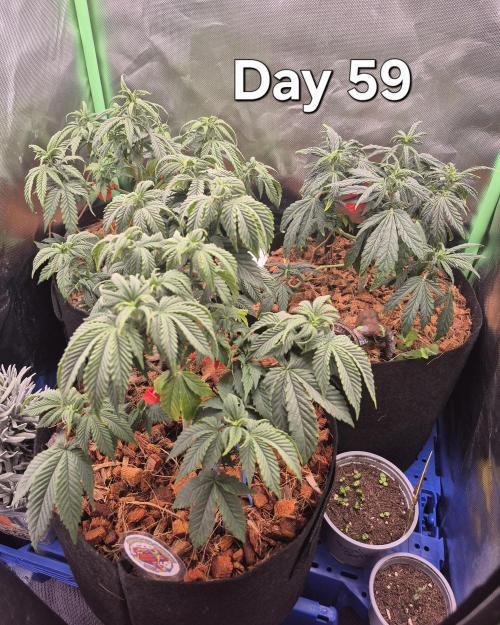 3 Strains: Royal Gorilla, Haze, CRB. Week 8