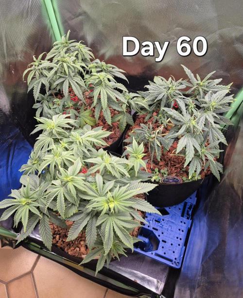 3 Strains: Royal Gorilla, Haze, CRB. Week 8