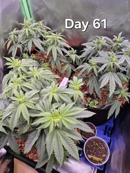 3 Strains: Royal Gorilla, Haze, CRB. Week 8
