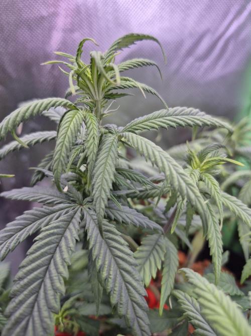 3 Strains: Royal Gorilla, Haze, CRB. Week 8