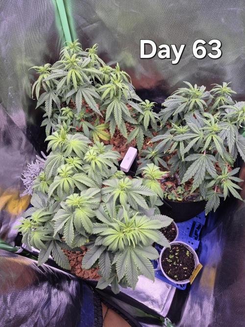 3 Strains: Royal Gorilla, Haze, CRB. Week 9
