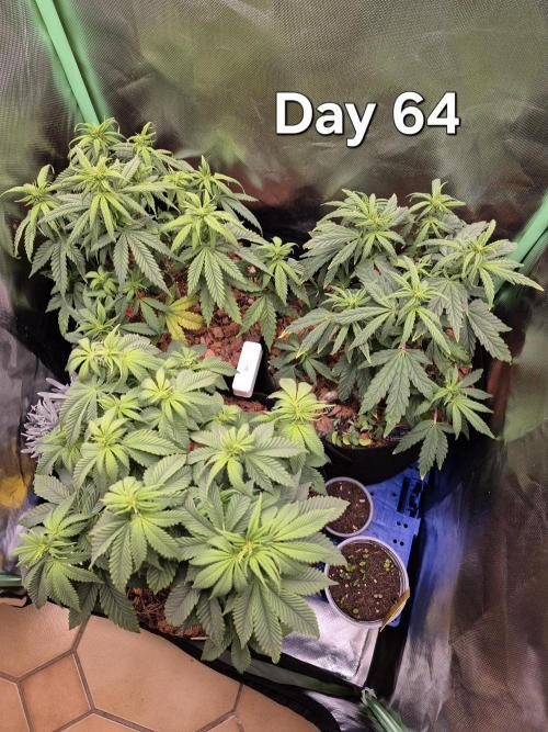 3 Strains: Royal Gorilla, Haze, CRB. Week 9