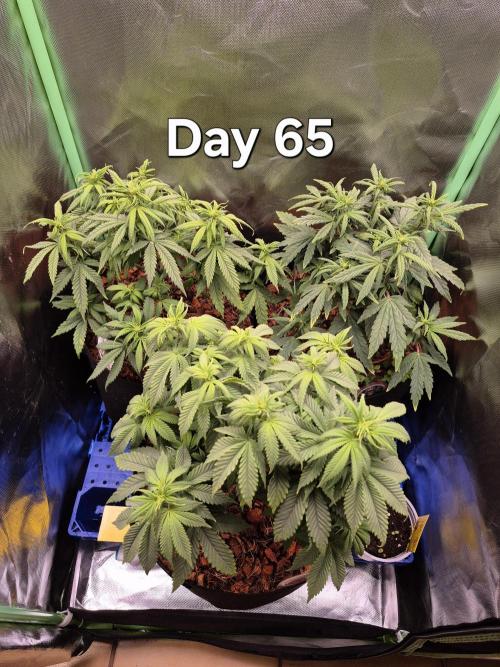3 Strains: Royal Gorilla, Haze, CRB. Week 9