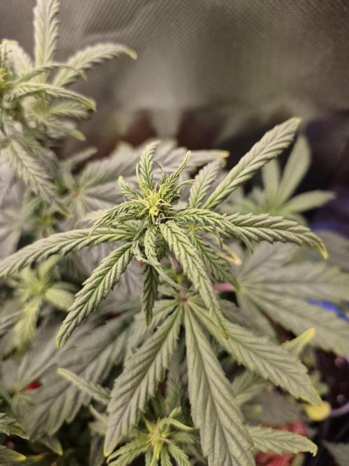 3 Strains: Royal Gorilla, Haze, CRB. Week 9