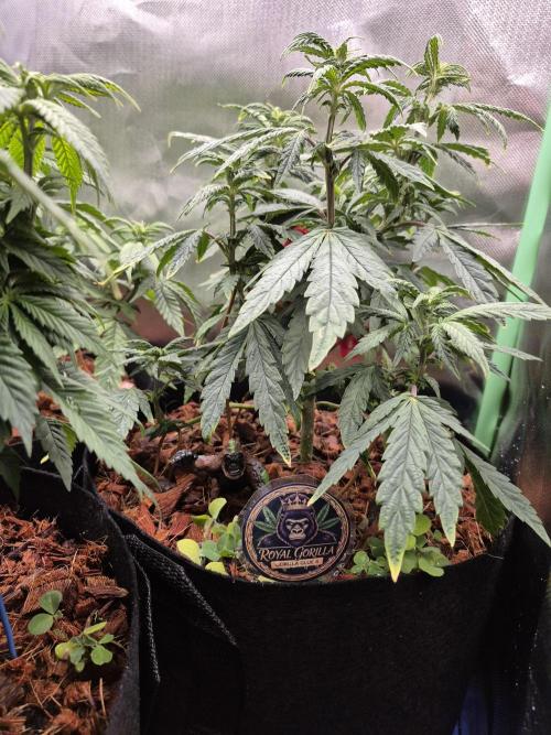 3 Strains: Royal Gorilla, Haze, CRB. Week 9