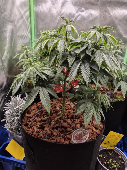 3 Strains: Royal Gorilla, Haze, CRB. Week 9