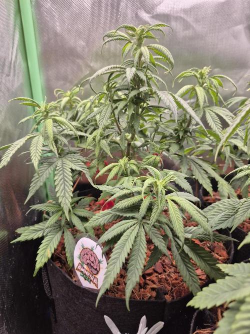 3 Strains: Royal Gorilla, Haze, CRB. Week 9