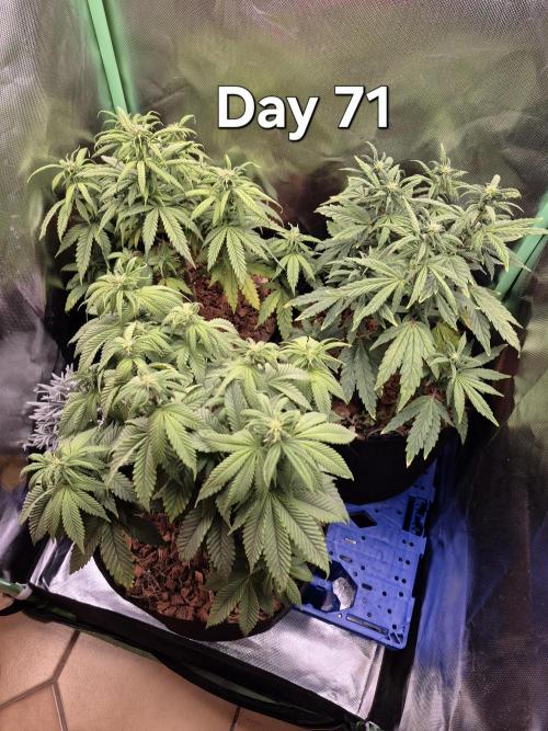 3 Strains: Royal Gorilla, Haze, CRB. Week 10