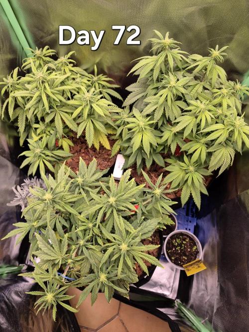 3 Strains: Royal Gorilla, Haze, CRB. Week 10