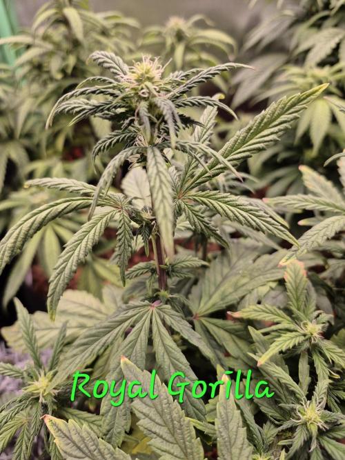3 Strains: Royal Gorilla, Haze, CRB. Week 10