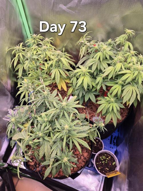 3 Strains: Royal Gorilla, Haze, CRB. Week 10