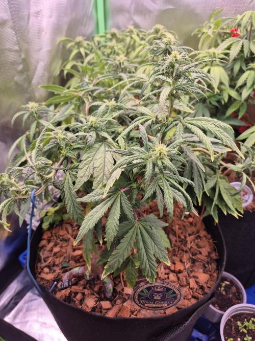 3 Strains: Royal Gorilla, Haze, CRB. Week 10