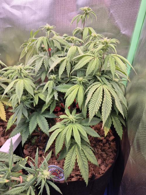 3 Strains: Royal Gorilla, Haze, CRB. Week 10