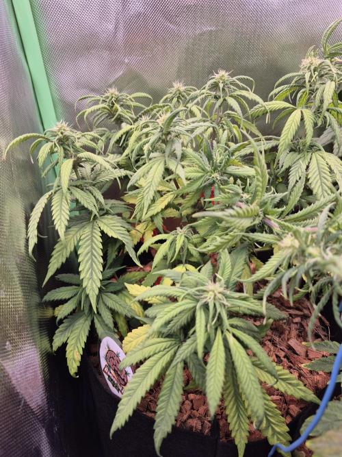 3 Strains: Royal Gorilla, Haze, CRB. Week 10