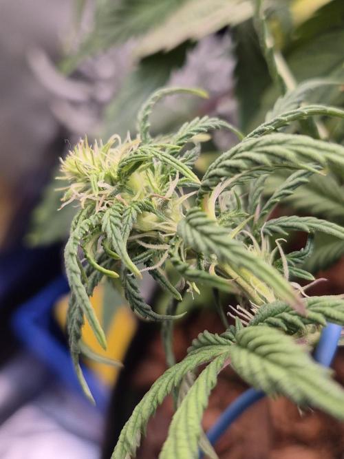 3 Strains: Royal Gorilla, Haze, CRB. Week 10