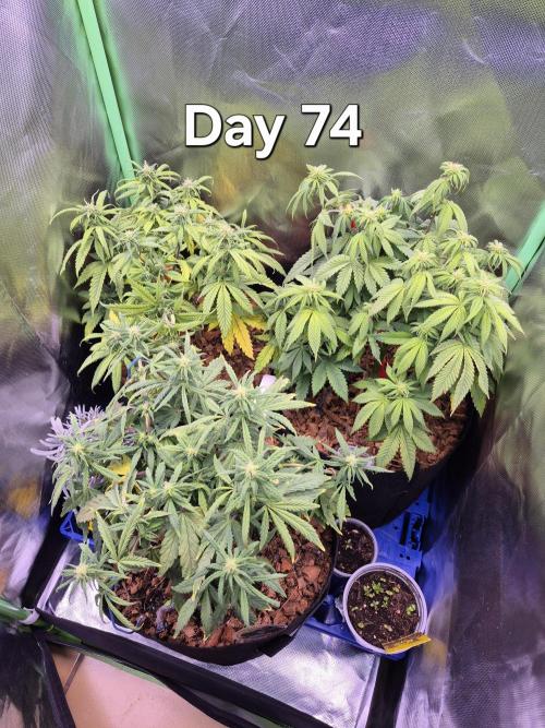 3 Strains: Royal Gorilla, Haze, CRB. Week 10
