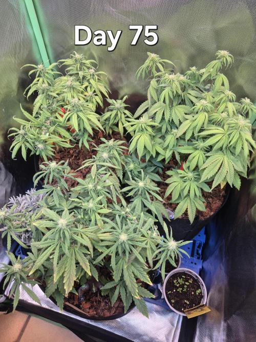 3 Strains: Royal Gorilla, Haze, CRB. Week 10