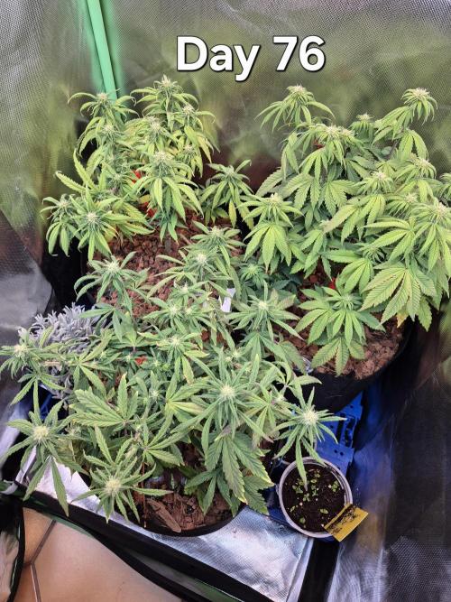 3 Strains: Royal Gorilla, Haze, CRB. Week 10