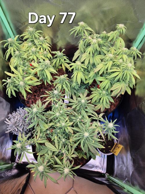 3 Strains: Royal Gorilla, Haze, CRB. Week 11